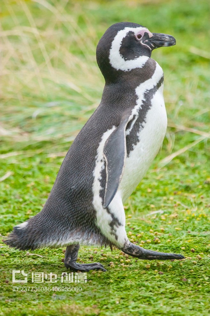 企鹅的奥秘，探索penguins的世界